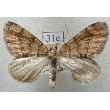 Thera cognata (Thunberg, 1792) Czech31c